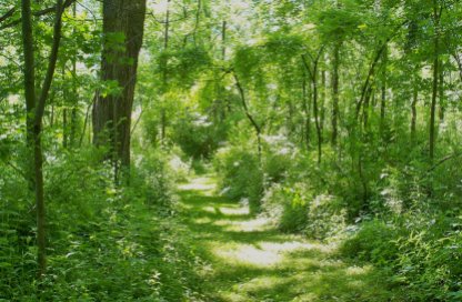 Quiet woodland paths beckon.